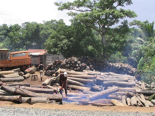 exploitation illégale de bois de rose à madagascar